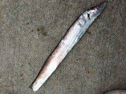 南港周辺に朝まづめ狙いでタチウオワインド　楽しいひとときでストレス解消！