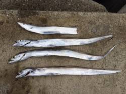 貝塚　ワインドでタチウオの釣果、本命の青物…