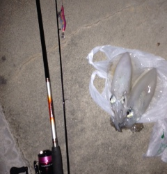 牛ヶ首周辺　皆既月食からの真夜中エギング　トンカツサイズのアオリイカ