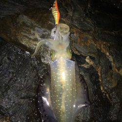 田ノ浦漁港　ディープタイプのエギを中心にアオリイカ狙い