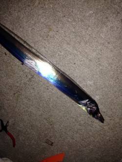 南港のタチウオ　暗くなってきた6時〜陽が落…