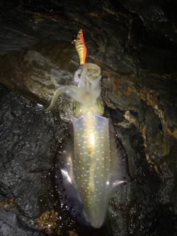 田ノ浦漁港　ディープタイプのエギを中心にア…