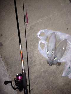 牛ヶ首周辺　皆既月食からの真夜中エギング　…