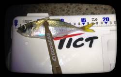 平安浦　アジングのアジは数出るもののサイズ…