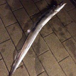 南港周辺　ウキ釣りでタチウオ釣行〜かなり渋かったです