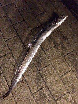 南港周辺　ウキ釣りでタチウオ釣行〜かなり渋かったです