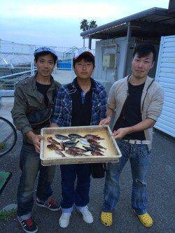 マリーナシティ海釣り公園　胴突きでガシラなどの釣果