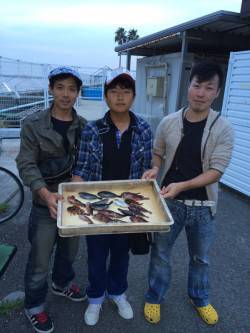 マリーナシティ海釣り公園　胴突きでガシラな…