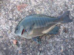 すさみ港　フカセ釣りでアオブダイ・グレ・キビレなど