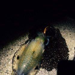 由良海つり公園　台風前のエギング釣果でアオリイカのトンカツサイズ