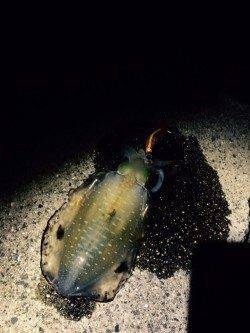 由良海つり公園　台風前のエギング釣果でアオリイカのトンカツサイズ