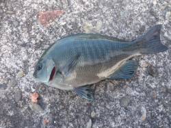 すさみ港　フカセ釣りでアオブダイ・グレ・キ…