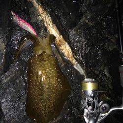 雑賀崎周辺　地磯ポイントでエギング、アオリイカ340gの釣果