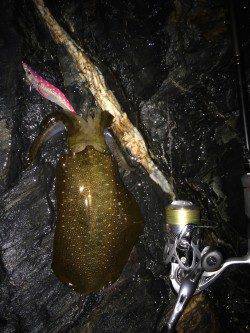 雑賀崎周辺　地磯ポイントでエギング、アオリイカ340gの釣果