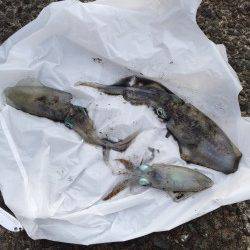 上瀬　エギングでアオリイカ、ボトム〜表層までどのタナでも釣れました