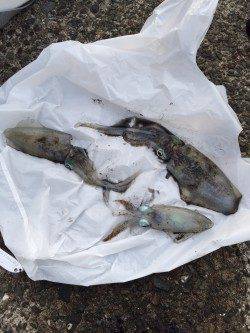 上瀬　エギングでアオリイカ、ボトム〜表層までどのタナでも釣れました