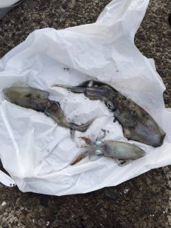 上瀬　エギングでアオリイカ、ボトム〜表層ま…