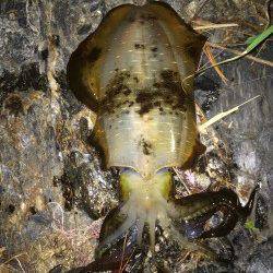 雑賀崎　エギングでアオリイカ670g　紀北のイカも順調に育っています