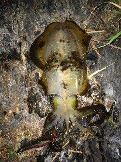 雑賀崎　エギングでアオリイカ670g　紀北のイカも順調に育っています