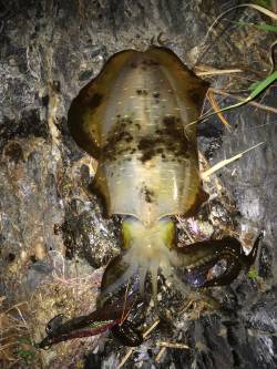 雑賀崎　エギングでアオリイカ670g　紀北…