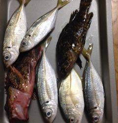 栖原漁港　強い風の中ライトゲームでガシラ・アジ・タケノコメバルなど