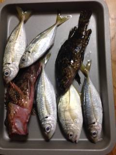 栖原漁港　強い風の中ライトゲームでガシラ・アジ・タケノコメバルなど