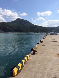 柴山でサヨリ釣り、20cmを超えるサイズが…