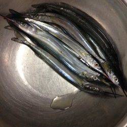 西宮ケーソン　朝からのサヨリ狙いで70尾の釣果