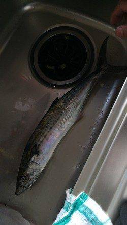 西宮浜　朝マズメにワインド　サゴシ45cmがヒットしました