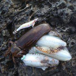 ラブ太平洋串本エギング大会に参加してきました　釣果はアオリイカ5杯