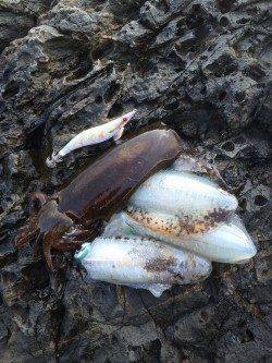 ラブ太平洋串本エギング大会に参加してきました　釣果はアオリイカ5杯