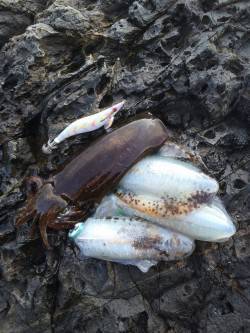 ラブ太平洋串本エギング大会に参加してきまし…