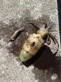 宇久漁港でエギング　コウイカとアオリイカをゲット！