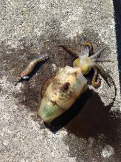 宇久漁港でエギング　コウイカとアオリイカを…