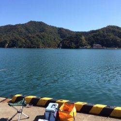 最高の秋晴れのなかサヨリ釣り　平日でも賑わう柴山港