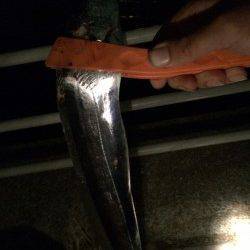 大阪南港　強風の中でもタチウオ釣りは超満員