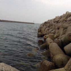 淡輪漁港　アジング釣行も小アジのみ