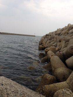 淡輪漁港　アジング釣行も小アジのみ