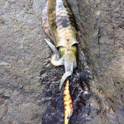 田杭の地磯でのエギング　苦労の末アオリイカ3バイ