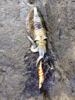 田杭の地磯でのエギング　苦労の末アオリイカ…