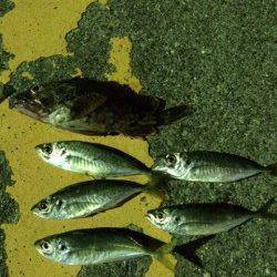 勝浦港アジングへ　表層から中層でアジ、ボトムを探るとガシラ