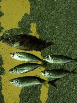 勝浦港アジングへ　表層から中層でアジ、ボト…