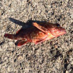 香住東港にて穴釣りでガシラ　波で仕掛けが底まで落ちず断念…