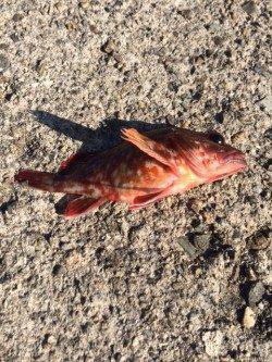 香住東港にて穴釣りでガシラ　波で仕掛けが底まで落ちず断念…