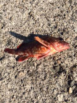 香住東港にて穴釣りでガシラ　波で仕掛けが底…