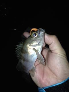 戸坂・塩津漁港周辺アジング　スレにスレてい…