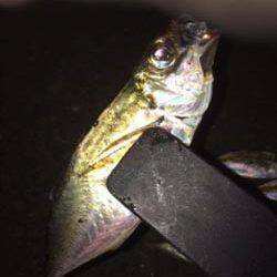 久しぶりの舞洲アジング釣行はボトムが中心