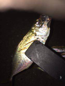 久しぶりの舞洲アジング釣行はボトムが中心