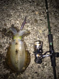 戸坂・塩津漁港エギングでアオリイカ　2時間…