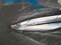 大阪南港　ワインドのタチウオ狙いで2本ゲット